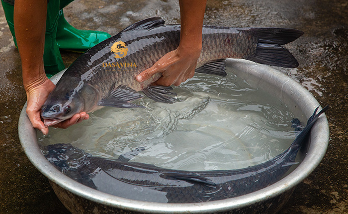 Cá trắm đen là nguyên liệu không thể thay thế của món cá kho làng Vũ Đại