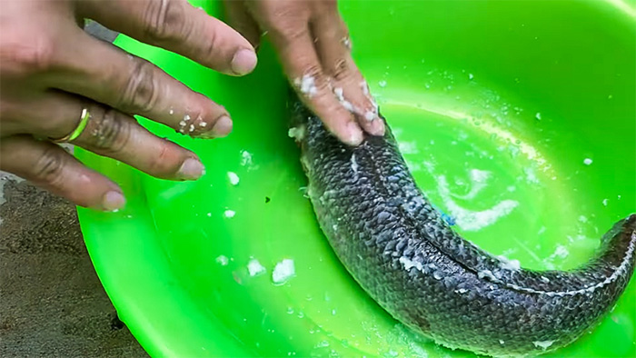 Cách làm sạch cá quả với muối ăn giúp cá loại bỏ nhớt và mùi tanh