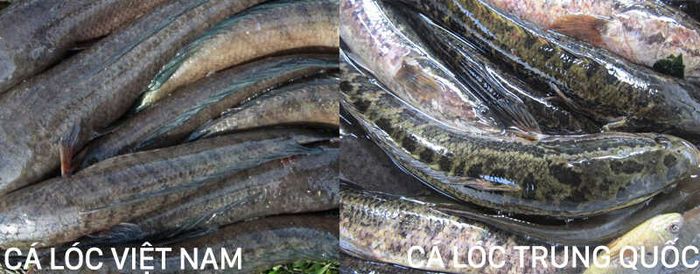 Phân biệt cá quả Việt Nam và Trung Quốc để lựa chọn đúng nguyên liệu cho nồi canh chua cá quả của mình ngon hơn